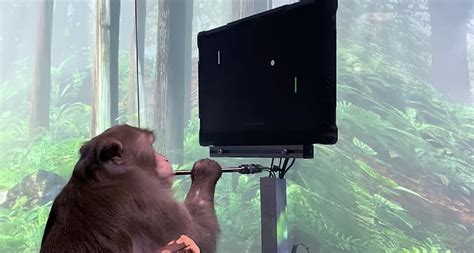 Elon Musk’s NeuraLink releases video of monkey playing games with his mind