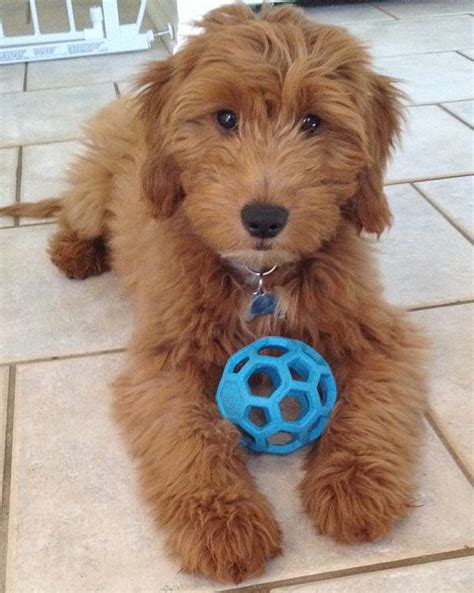 Browse 214 mini golden doodle stock photos and images available, or start a new search to explore more stock photos and images. 152 best I ️ mini Goldendoodles images on Pinterest | Pets ...