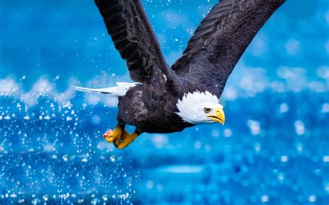 Blue Eagle Wallpapers Top Free Blue Eagle Backgrounds Wallpaperaccess