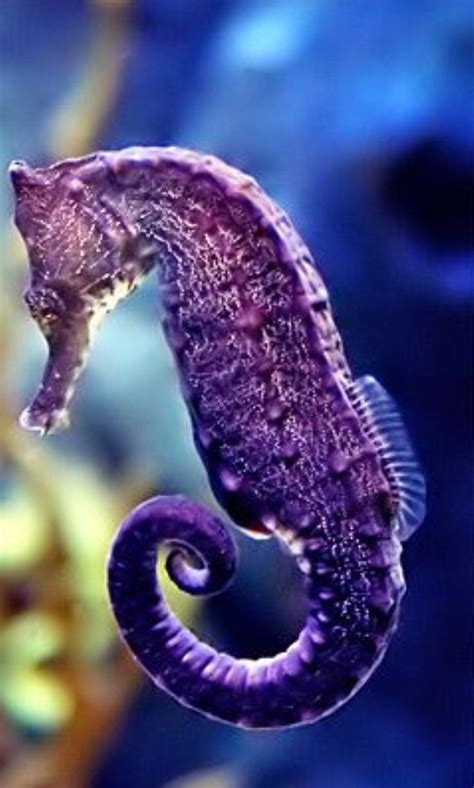 Pin By Candice May Martin On Purple Morado Sea Animals Animals