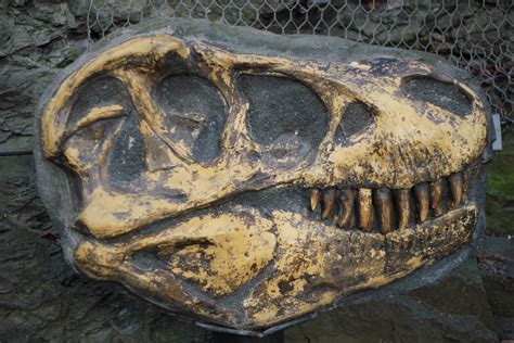 Fotos Gratis Rock Reptil Hueso Escultura Art Arqueología Fósil