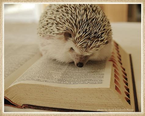 Adorable Animals Reading Books Cute Animals Hedgehog