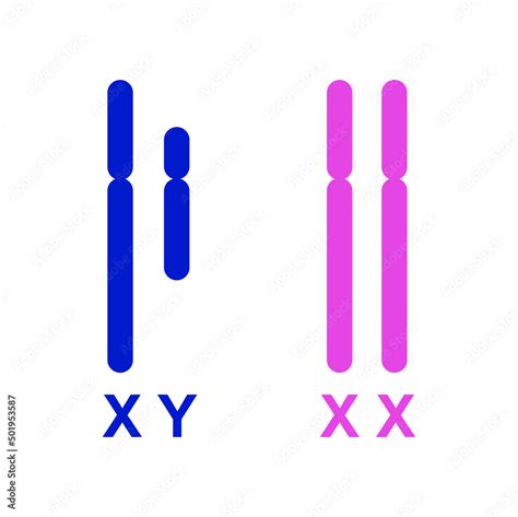 Colorful Illustration Of Human Sex Chromosomes Xy Sex Determination System X And Y Chromosomes