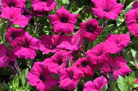 16 Annuals That Bloom All Summer Long Natalie Linda Summer Blooming