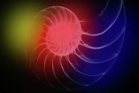 Chambered Nautilus X Ray With Primary Colors Photograph By Allen Penton