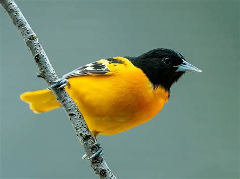 Photographing The Beautiful Plumage Of 9 Orange Birds In South Dakota