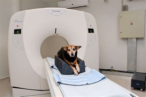 Tomografia Veterinária Dr Hato Tomografia Em Cães E Gatos