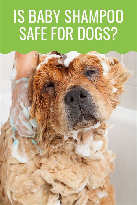 Your dog doesn't need to be washed with shampoo on a regular basis. Can I Use Baby Shampoo On My Dog? Here's The Answer ...