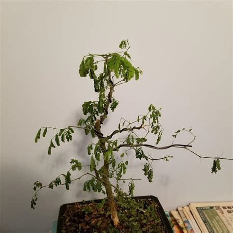 If the soil is dry about 1 centimeter deep, water the bonsai to ensure the roots don't dry out. Please help! My bonsai (a Brazilian Rain Tree) has been ...