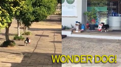 Clever Dog Becomes Internet Sensation After Hes Filmed Doing This