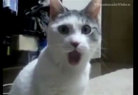 Omg Cat Shocked Cat Cat Talk Funny Cat Fails