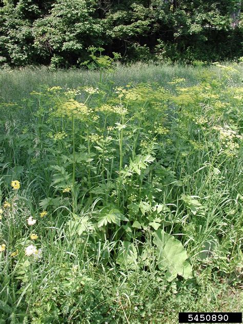 Wild Parsnip Pastinaca Sativa