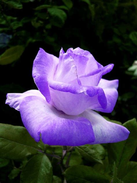 Kings Paul Adlı Kullanıcının The Most Beautiful Purple Rose