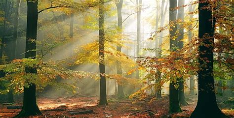 Free Download Sun Rays Morning Forest Path Mist Nature