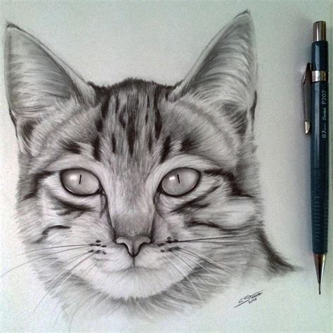 Pin By Harris Karen On Chat Realistic Cat Drawing Cat Drawing