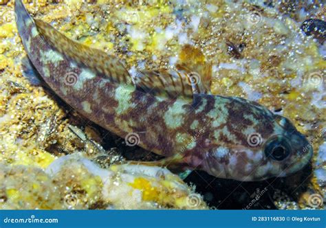 The Rock Goby Gobius Paganellus Fish At Night In An Underwater Cave