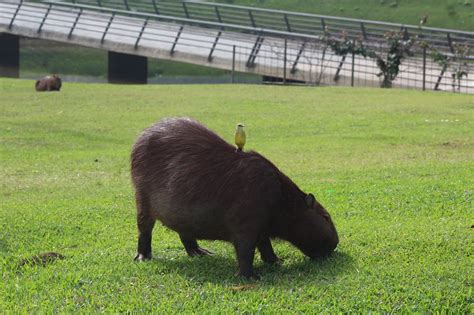 All About Capybara Diet Lifespan Habitat And Facts