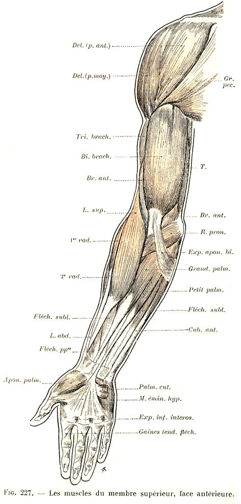 227 Muscles Of The Upper Limb Anterior Surface