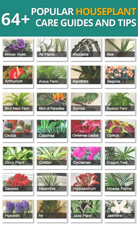 64 Popular Houseplant Care Guides And Tips Popular House Plants