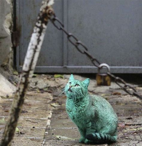 The Surreal Green Cat Of Bulgaria Lovecats World