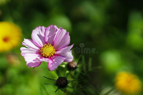 Pink Cosmos Flower Stock Image Image Of Botany Herbaceous 187446439