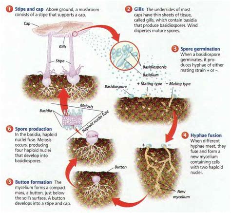 Mushroom Life Cycle Diagram