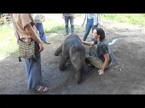 Baby Elephant Cuddles With Woman Jukin Media Inc