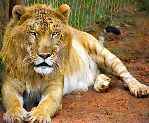 Tigon And 16 More Cool Animal Hybrids You May Not Have Known Existed