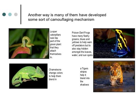 Rainforest Animals And Their Adaptations