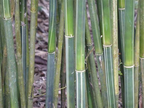 Gold Stripe Bamboo Bambusa Multiplexes Bamboo Whitsunday