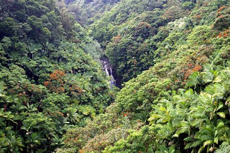 Hamakua Drive Forest And Waterfall Big Island Hawaii Hd Desktop