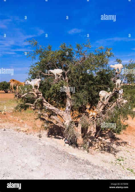 Morocco Marrakech Tensift Al Haouz Essaouira Goats Climbing On Argan