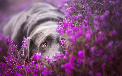 Purple Dog Wallpapers Wallpaper Cave