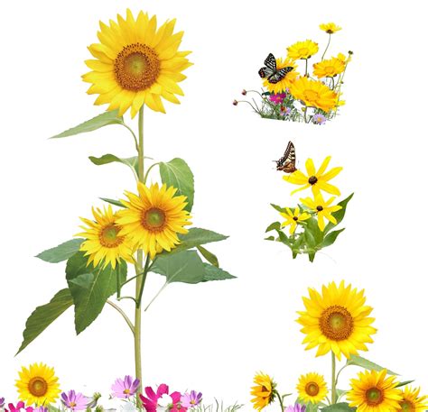 • sell as a part of any other clip art or anything else of that nature. Common sunflower Cartoon Illustration - Yellow sunflowers ...