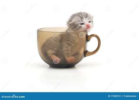 Kitten In Cup Stock Image Image Of Newborn Sitting 17839721