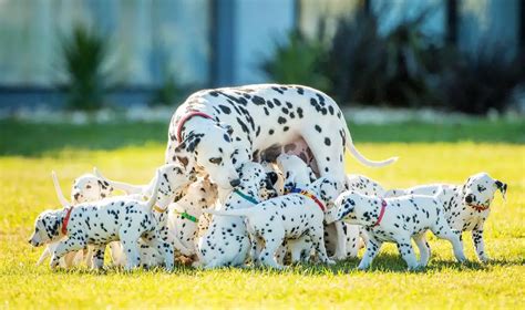 Meet The Real Life 101 Dalmatians With A Record Breaking Litter Of