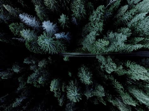 Aerial Photograph Of Road Between Trees Forest Road Drone Aerial