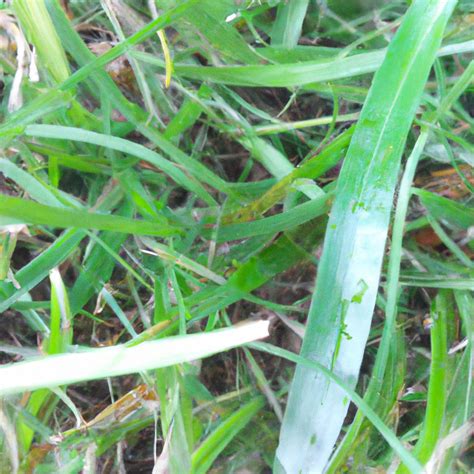 The Wonders Of Grass By Seedbaba Medium