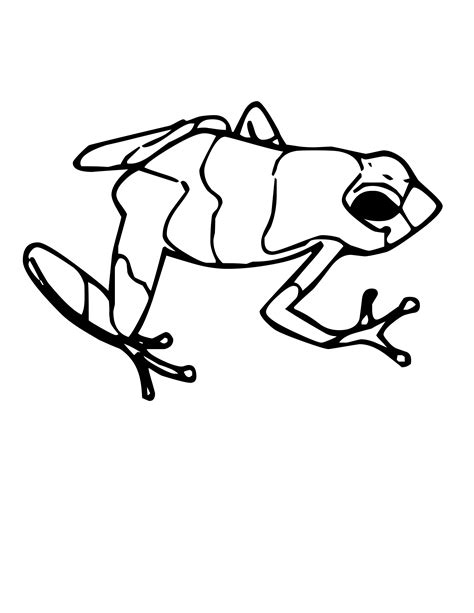 Dart Poison Frog Clipart 20 Free Cliparts Download Images On