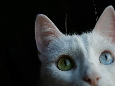 Curious Eyes Cat Feline Eye Cat Kitten Animal Hd Wallpaper Peakpx