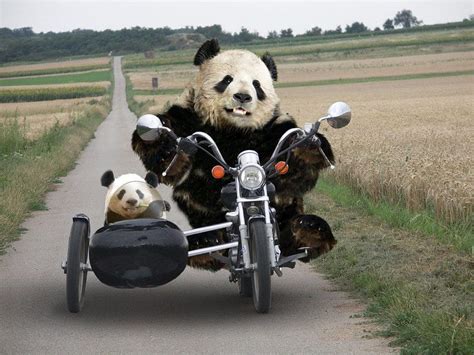 Dianne Davis On Panda Funny Panda Funny Animal Videos Panda Bear