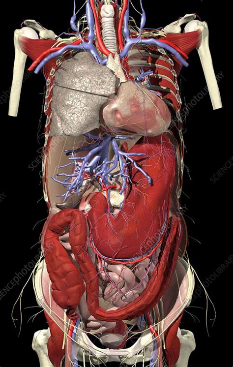 Organs Of The Trunk Stock Image C0050546 Science Photo Library