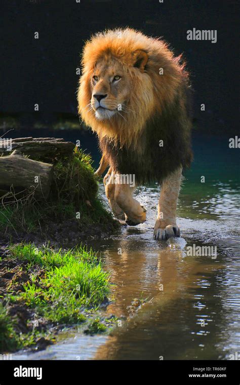Lion Panthera Leo Male Lion Walking Through Shallow Water Front