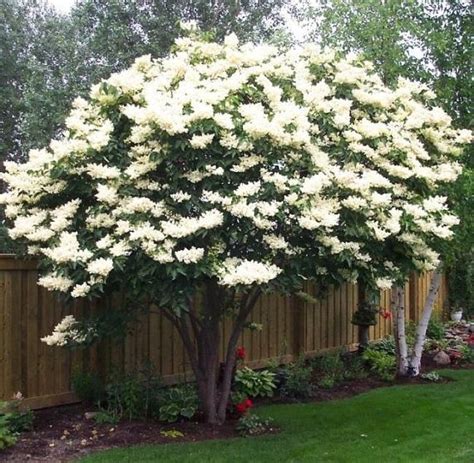 100 White Silky Japanese Lilac Flower Seeds Extremely Fragrant Clove Tree Seeds For Home