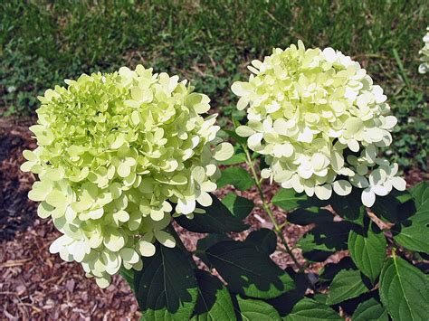 The flowers start out white, but as summer stretches on and days start to get shorter and nights cooler, they start to take on pink to red tones. Limelight hydrangea named Mississippi Medallion winner ...
