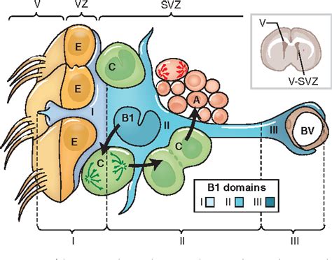 Figure 2 From The Adult Ventricular Subventricular Zone V Svz And