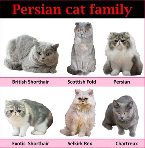 The Real Face Of British Shorthair Cat Breed Anadolu Kedisi