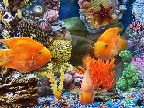 Underwater World Tropical Fish Desktop Background Hd