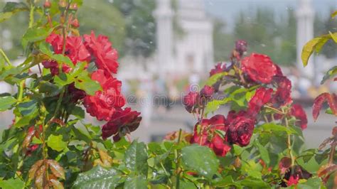 Watering Beautiful Blooming Flowers Red Roses At Park Slow Motion