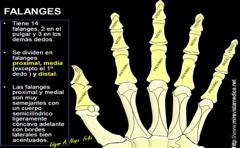 Símbolos Mitos Y Arquetipos La Mano Símbolo Ancestral Del Ser Humano